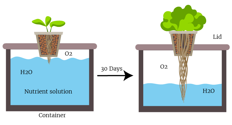 diy hydroponic system