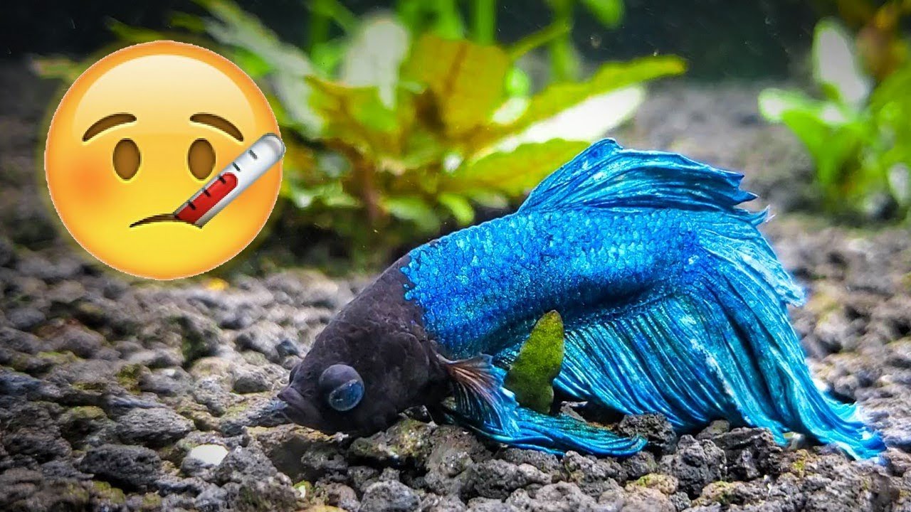 Betta Fish Behavior Before Death: Signs and How to Help